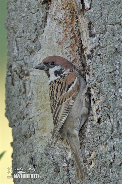 Passer montanus Pictures, Tree Sparrow Images, Nature Wildlife Photos | NaturePhoto