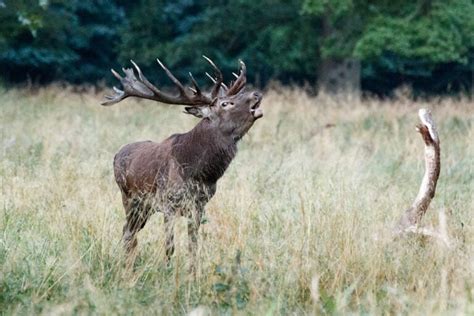 National & Provincial Animals of Sweden (Complete Guide)