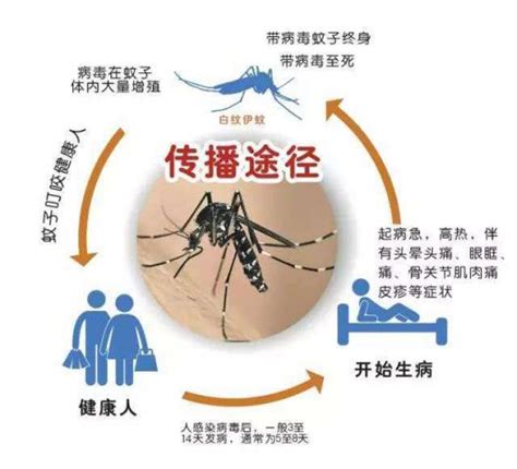 上海发现首例本地感染登革热病例 登革热 东南亚 美洲 新浪新闻