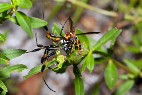 Spider Wasp Wikipedia