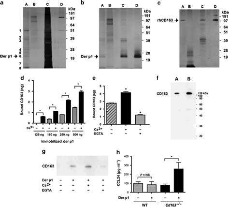 Cd Binds Dermatophagoides Pteronyssinus Peptidase Der P A