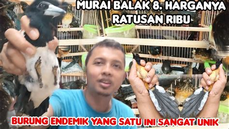 Harga Murai Ratusan Ribu Seperti Harga Kacer Youtube