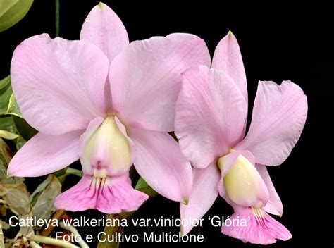 Cattleya Walkeriana Varvinicolor ‘glória Multiclone