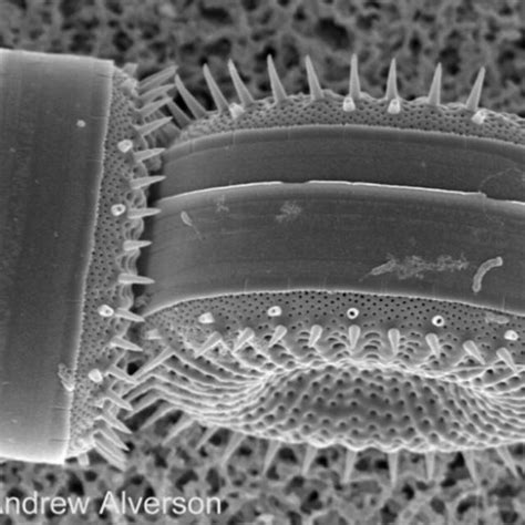 The Air You’re Breathing? A Diatom Made That | News - Diatoms of North ...