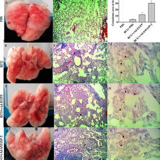 Balb C Mice Serum And Tissue Cytokine Levels In Each Group The Levels