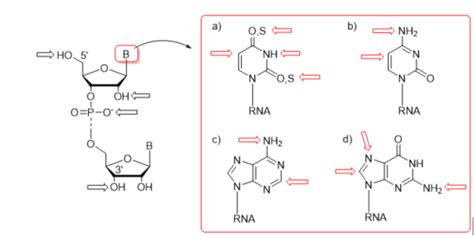 Synthesis Of Nucleobase Modified Rna Oligonucleotides Encyclopedia Mdpi