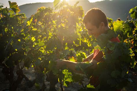 Visite Du Domaine Et D Gustation Des Vins Bio Du Mas D Intras