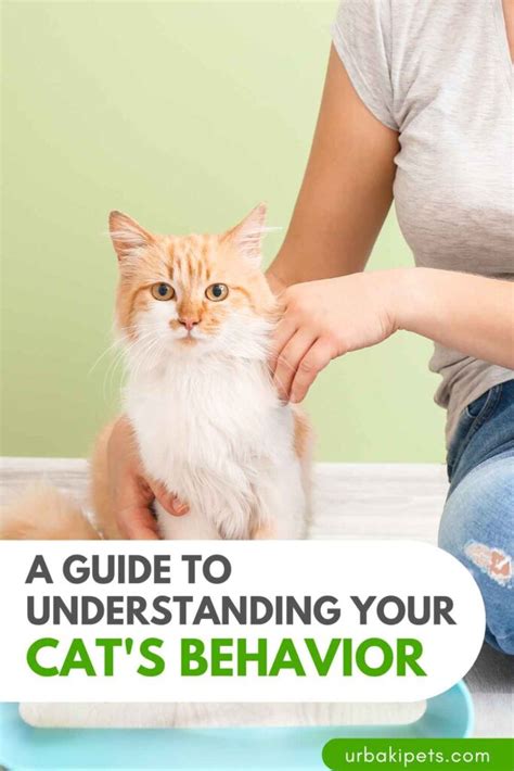 Decoding Your Feline Friend A Guide To Understanding Your Cats