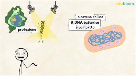 La Cellula Batterica Terza Parte Scienze Naturali Terza Superiore