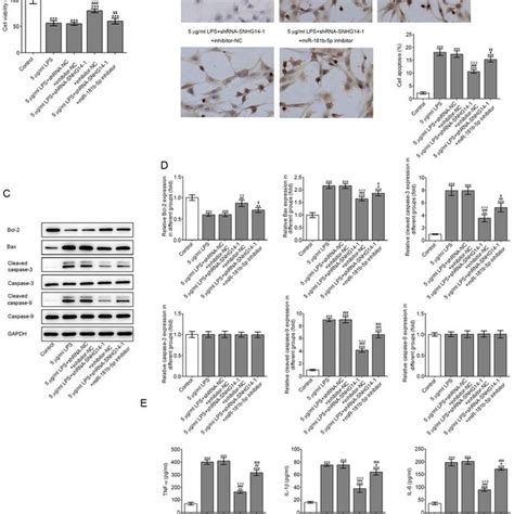 Lps Induces The Apoptosis Of Pc Cells A Pc Cell Viability