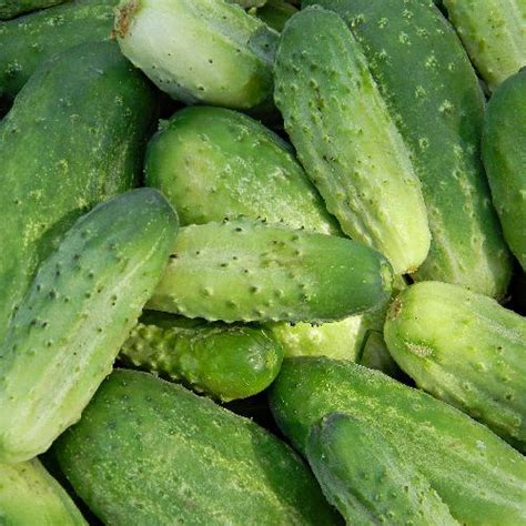 National Pickling Cucumber Heirloom Vegetable Florida Garden Seeds