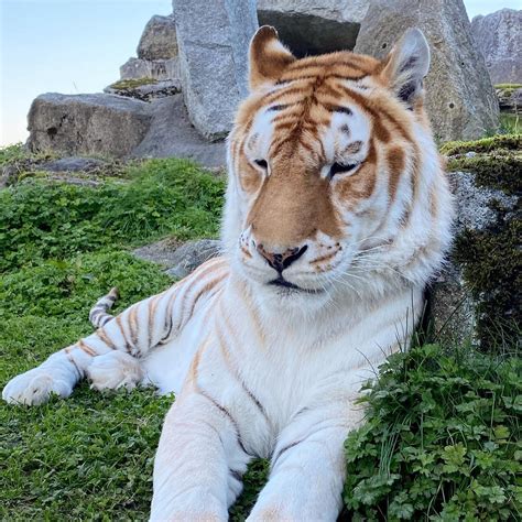 BEHIND THE SCENES TIGER TOUR – Cougar Mountain Zoo