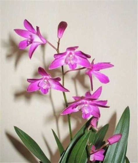 Дендробиум Кинга (Dendrobium kingianum) сиреневый купить | Растения ...