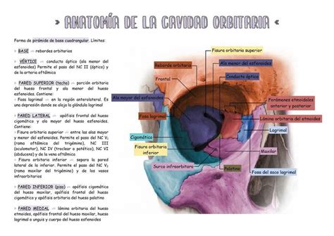 uDocz l órbita l anatomía l medicina l enfermería l ciencias de la