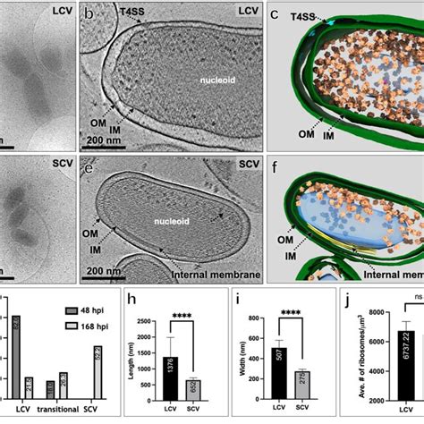 Visualization Of C Burnetii Undergoing Significant Morphological