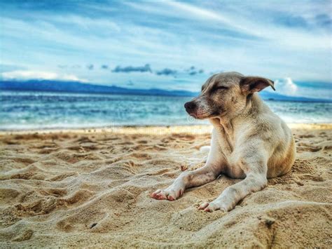 Dog Lying On Beach Picture Image 112089920