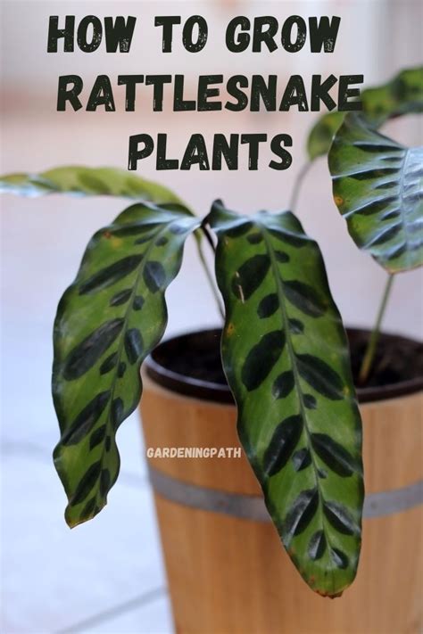 How To Grow And Care For Rattlesnake Houseplants