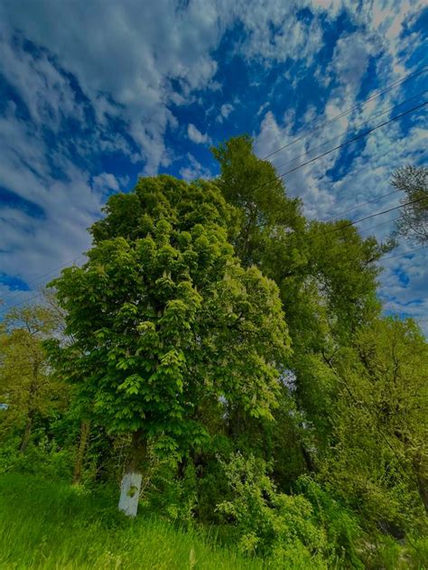 GreenWorld🌱