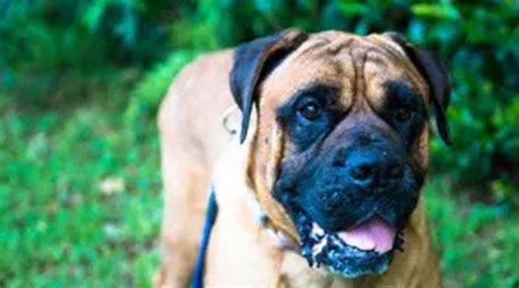 Meet Optimus — Rescue Of The Month The American Bullmastiff Association