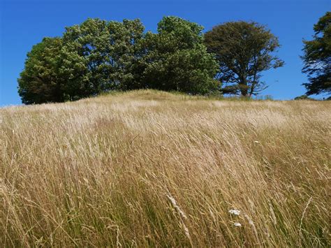 Useful Or Beautiful Lazing In The Long Grass