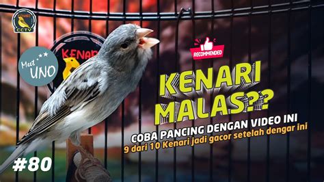 Kenari Malas Bunyi Coba Pancing Dengan Video Ini Pancingan Kenari