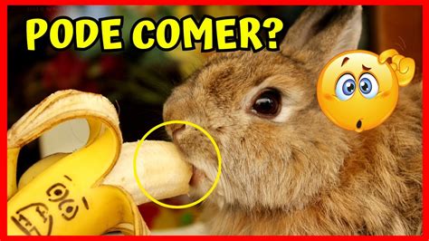 Coelho Pode Comer Banana Youtube