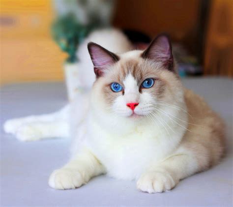 350+ Awesome Ragdoll Cat Names For Your Fluffy Furrend