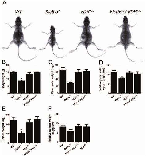 Dwarfism And Organ Atrophy In Klotho Mice Is Rescued By Ablation Of