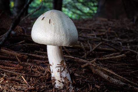 Agaricus abruptibulbus / Agaric à pied bulbeux | St-Augustin… | Eric ...