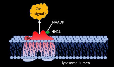 Frontiers Naadp From Discovery To Mechanism