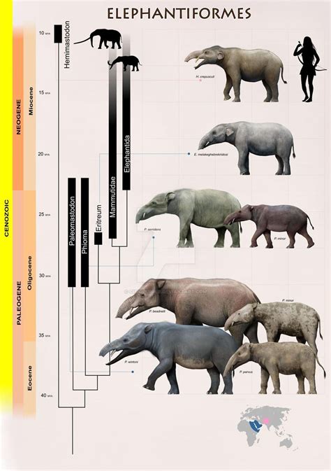 La Evoluci N De Los Probosc Deos Origen Y Radiaci N De Las Formas