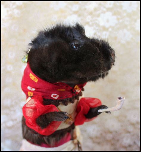 Taxidermy Guinea Pig Rat Fortune Teller Ethical Rogue Etsy