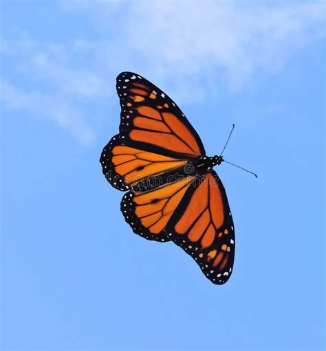 Monarch Butterfly Danaus Plexippus A Male Monarch Butterfly In Flight With Be Ad