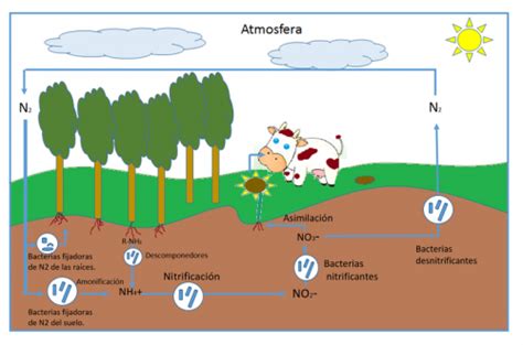 Significado De Ciclo Del Nitr Geno Qu Es Concepto Y Definici N