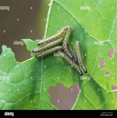 Large White Butterly Caterpillars Stock Photo Alamy
