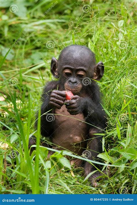 A Baby Bonobo Is Eating Something Democratic Republic Of Congo Lola
