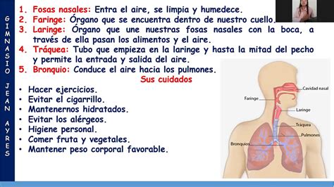 Tutoria Grado Tercero Clase 5 Sistema Respiratorio Youtube