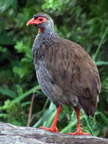 Red Necked Francolin Cape St Francis BioDiversity4All