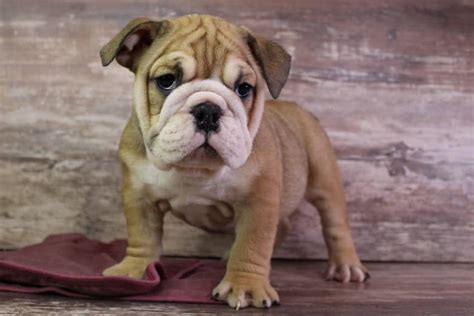 English Bulldog Colors A Comprehensive Guide 2023bruiser Bulldogs