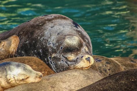 Cannundrums: California Sea Lion