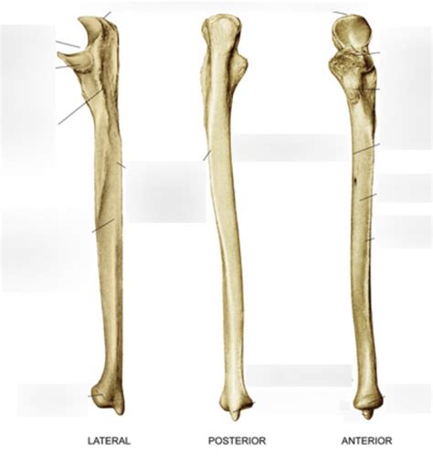 Anatomy Ulna Landmarks Diagram Quizlet