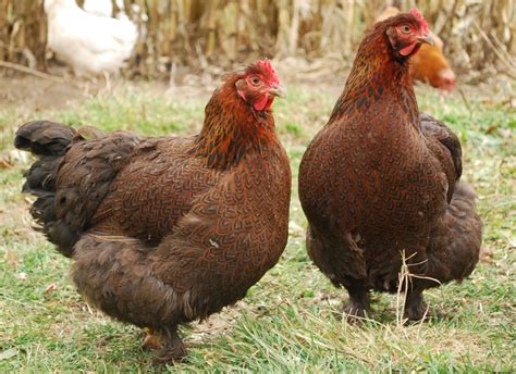 Partridge Cochin Standard Baby Chicks Cackle Hatchery