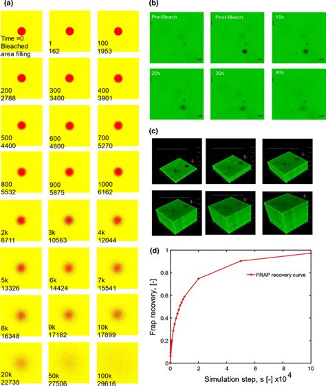 FRAP Simulation And Experiment On The Recovery Of CNC Gels A