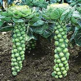 Growing Brussels Sprouts - How to Grow Brussels Sprouts - Allotment & Gardens