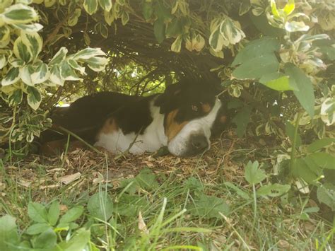 When Its Too Hot In The Sun Eyebleach