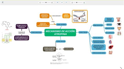 ATROPINA MECANISMO DE ACCION PDF