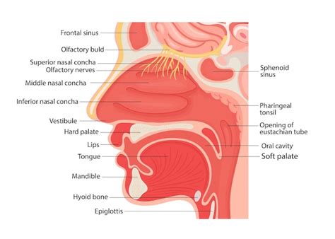 Ilustración de la anatomía de la laringe humana y la faringe interna de