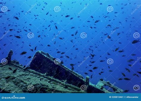 Fauna Selvatica Del Naufragio Della Nave Sott Acqua Immagine Stock