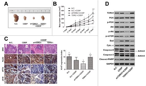 Tdrg Regulates The Chemosensitivity Of Seminoma To Cddp In Vivo A