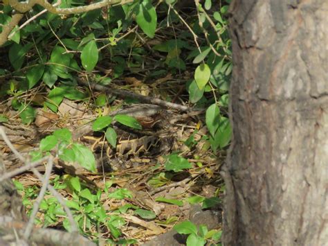 A Not So Common Pauraque | Vermont Birder